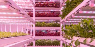 BASF Venture Capital beteiligt sich an UrbanKisaan
