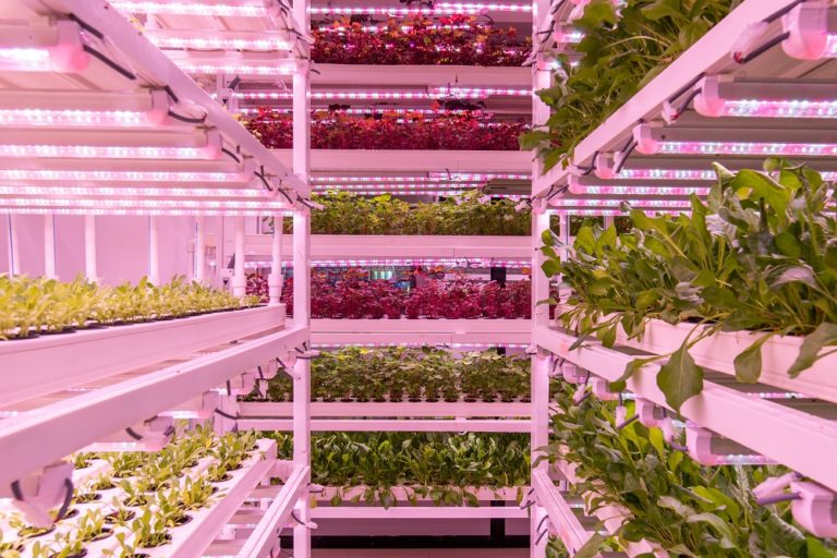 BASF Venture Capital beteiligt sich an UrbanKisaan
