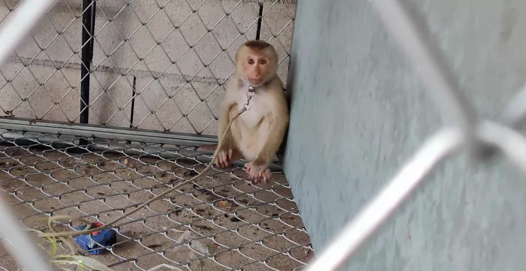 Affen werden laut PETA in Kokos-Milch-Betrieben in Thailand an Ketten gehalten | (c) PETA